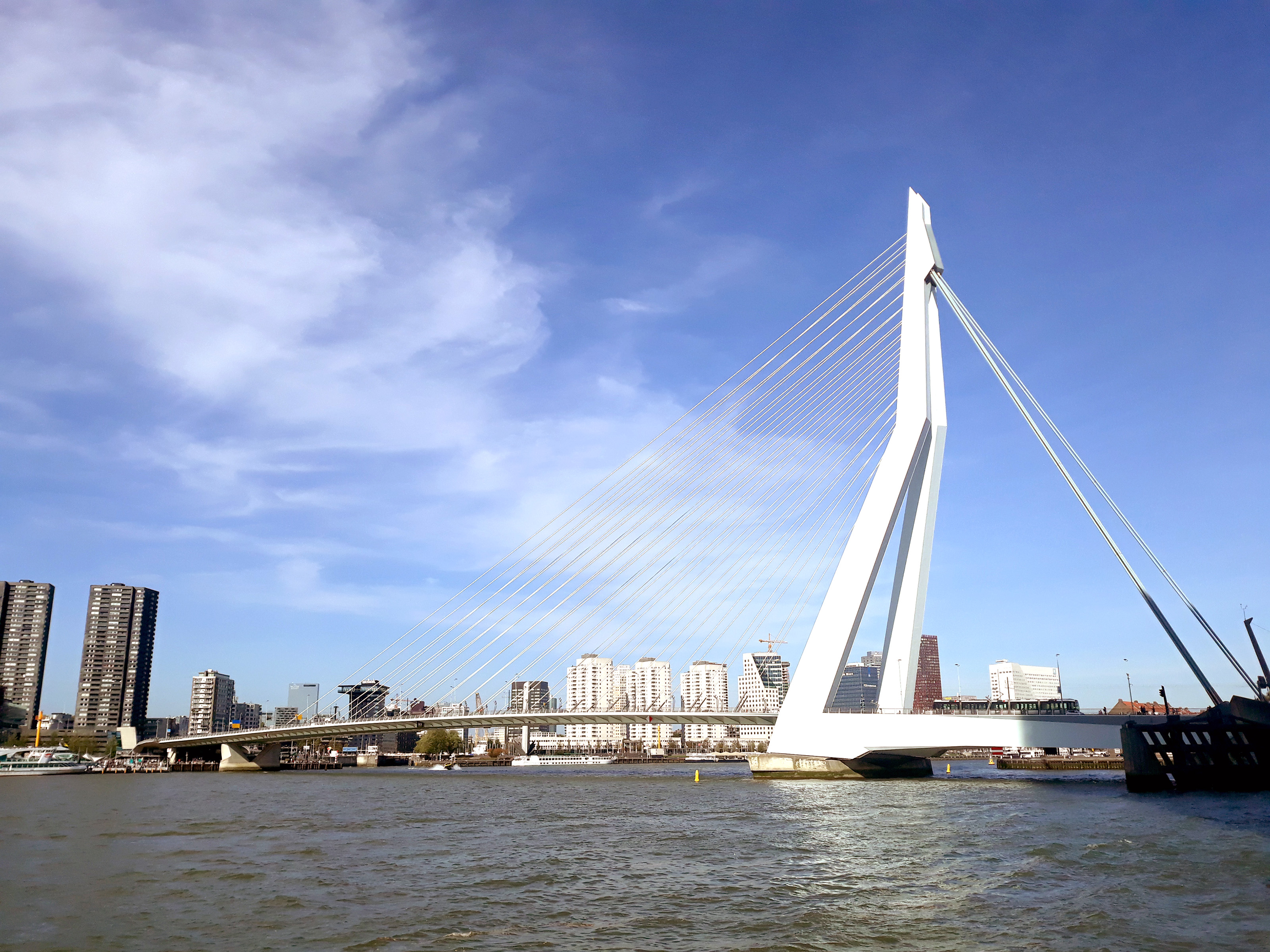 De Erasmusbrug over de Nieuwe Maas in Rotterdam